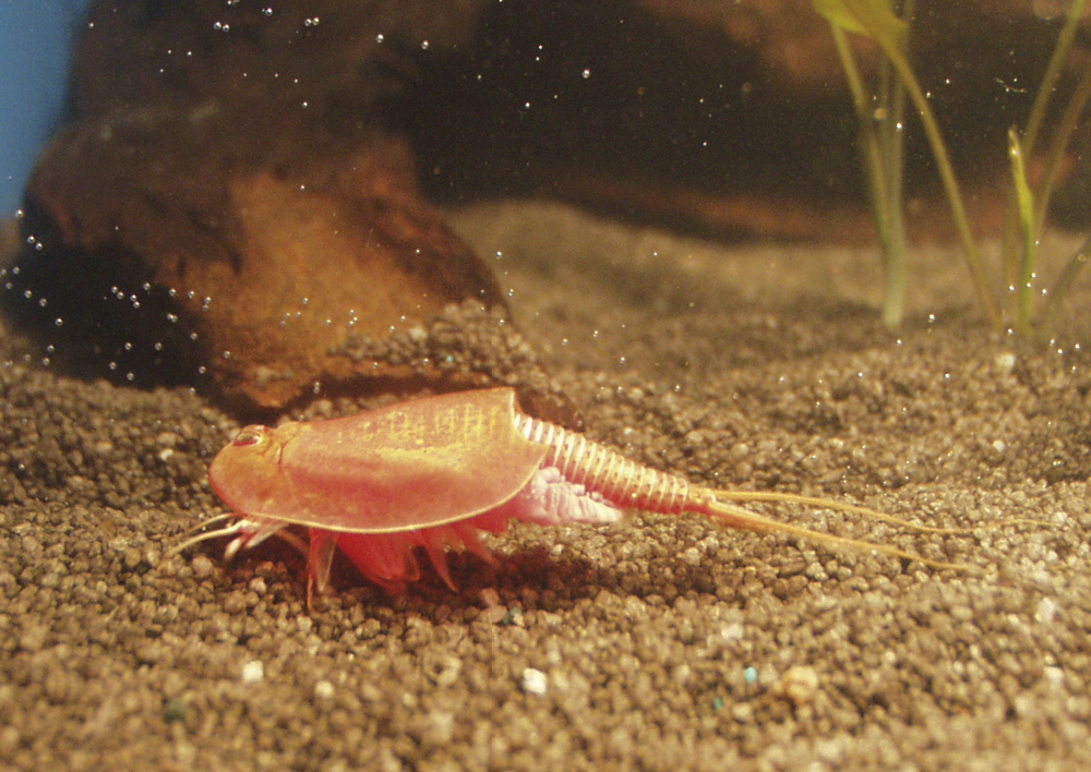 Zuchtset "Triops", 6-tlg.