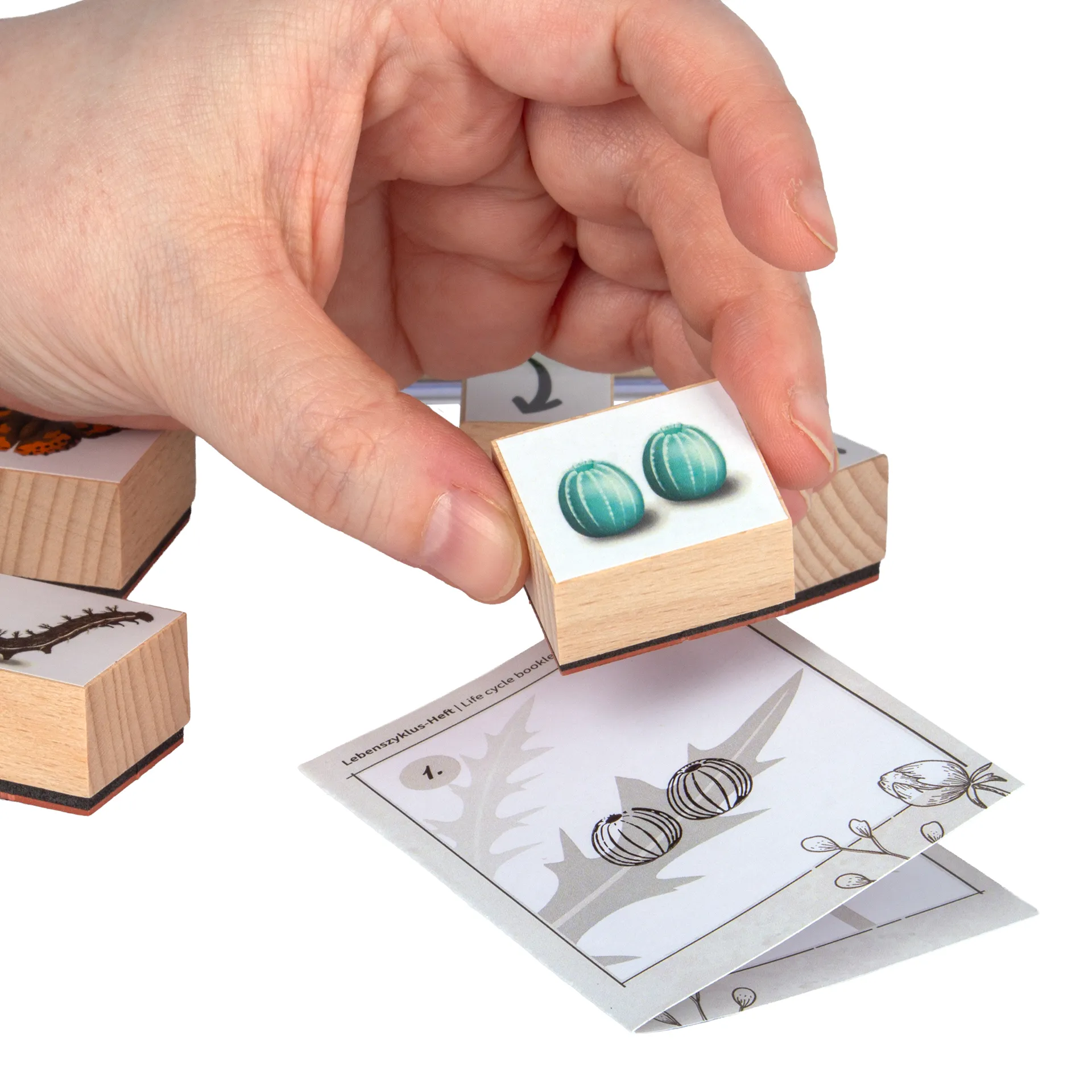 Set Holzstempel "Lebenszyklus Schmetterling", 11-tlg. mit Stempelkissen