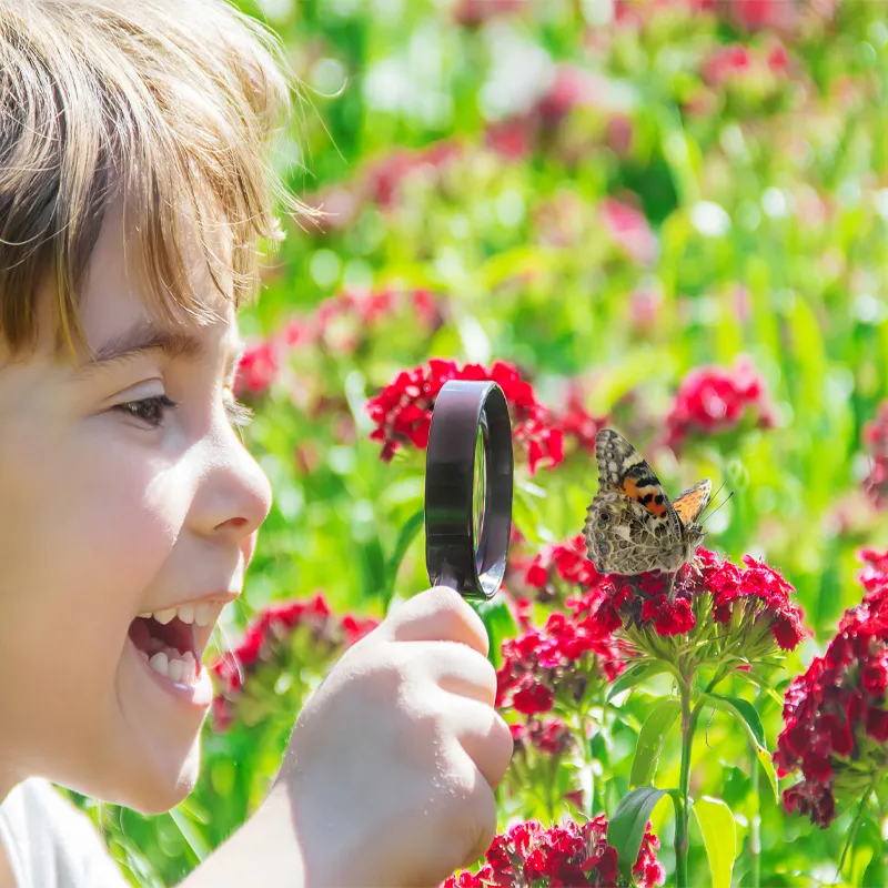 Kweekset "vlinders", compact, 7-delig