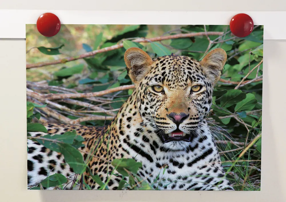 Magnetisk Flexo Strip 10m 35mm