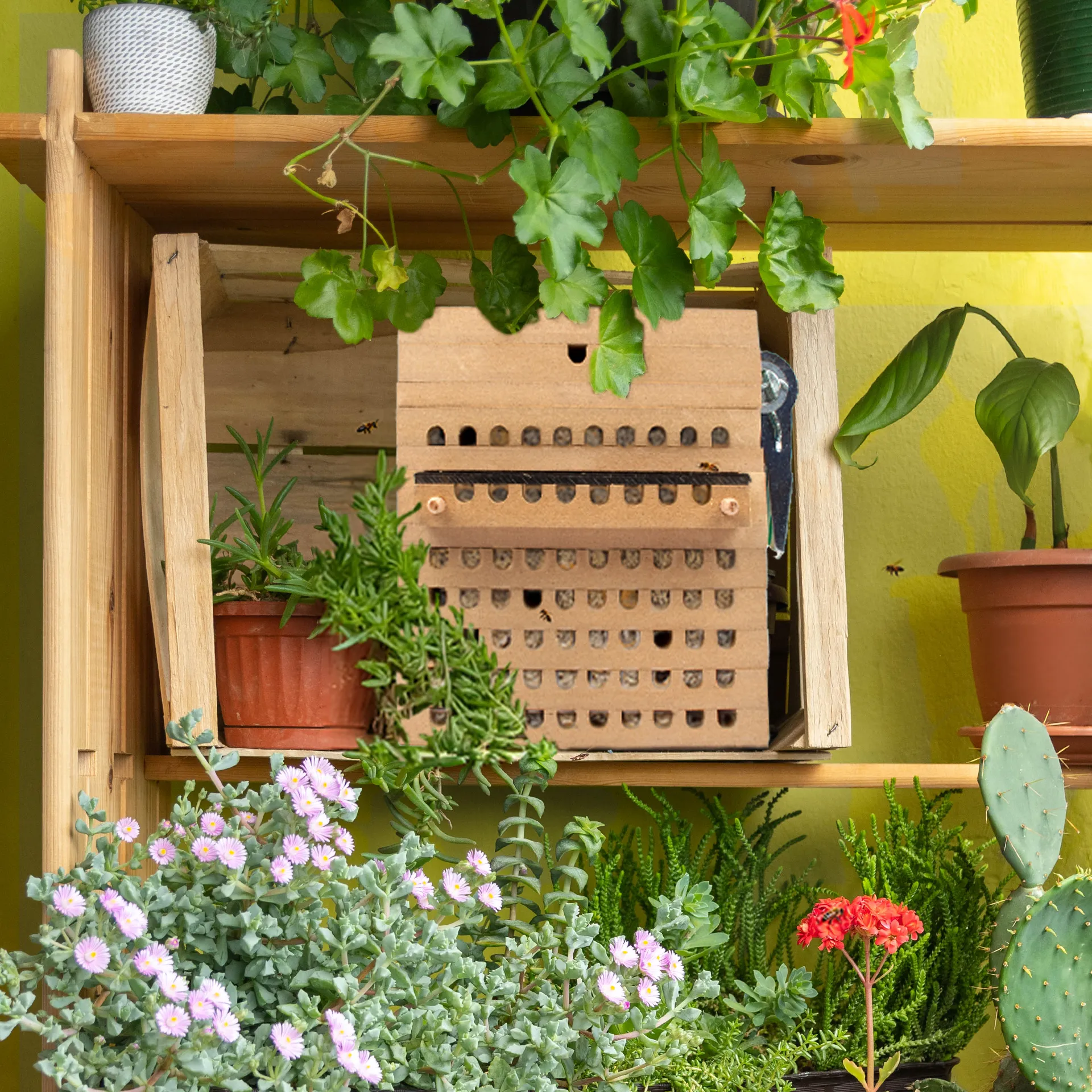 Zuchtset "Wildbienen mit Kokons", Rote Mauerbiene, 5-tlg.