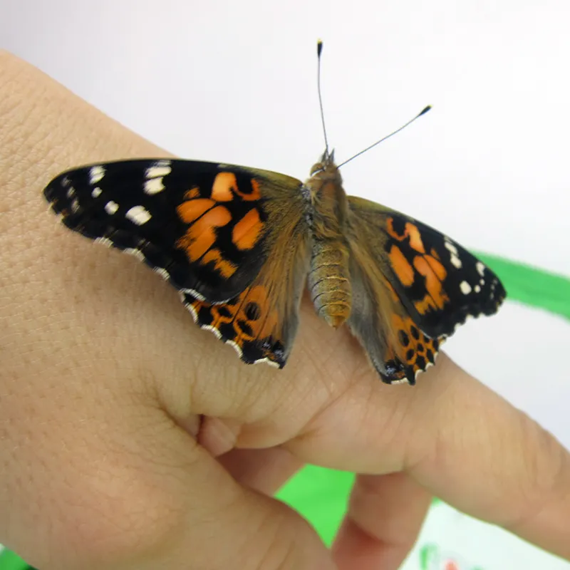 Zuchtset "Schmetterlinge", groß mit XXL-Voliere, 12-tlg.