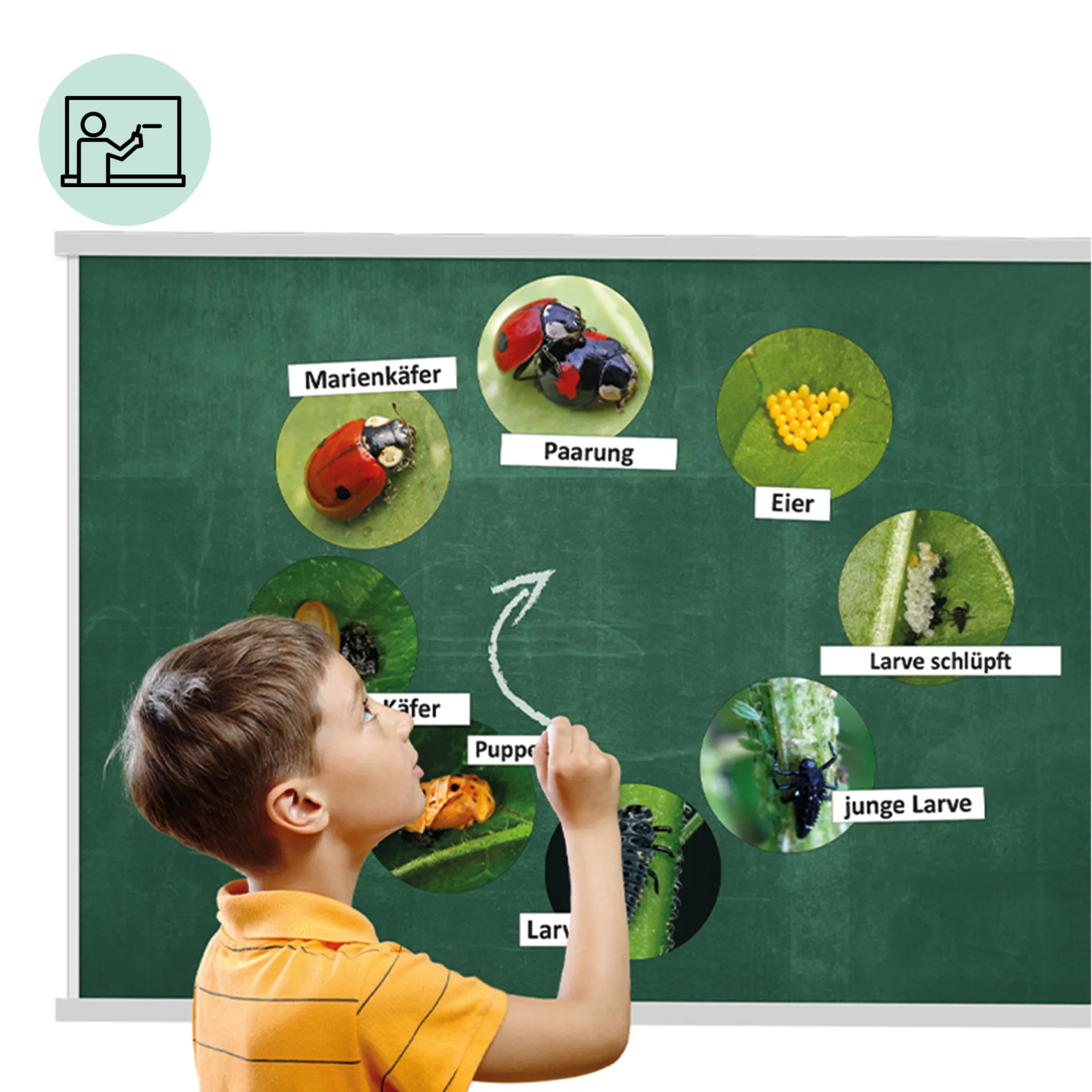 Klassenset Lebenszyklus "Schmetterlinge, Bienen & Marienkäfer", magnetisch, 100-tlg.