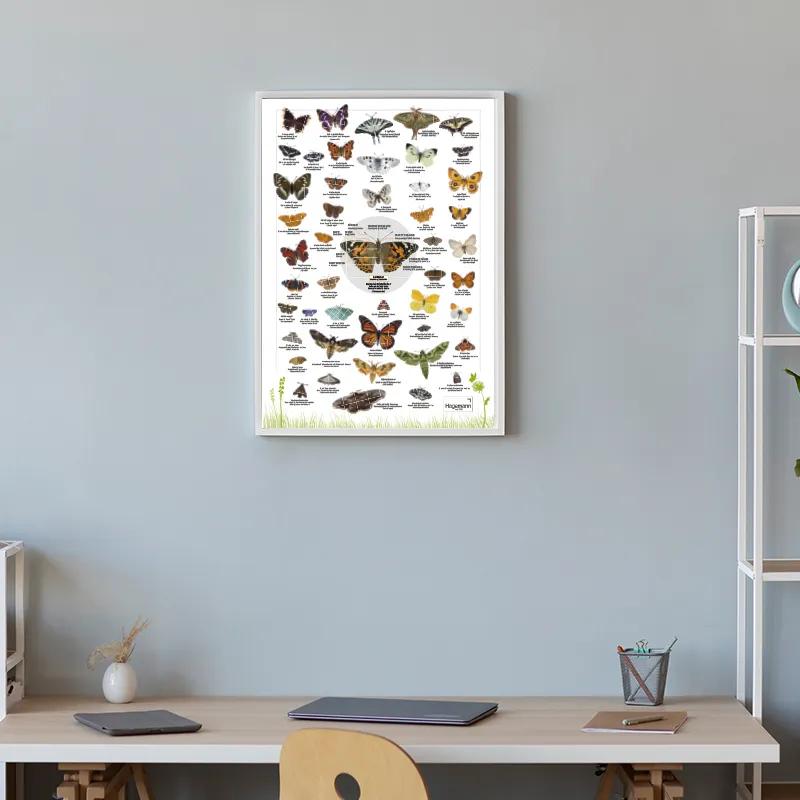 Naturposter A2 "Schmetterlinge"