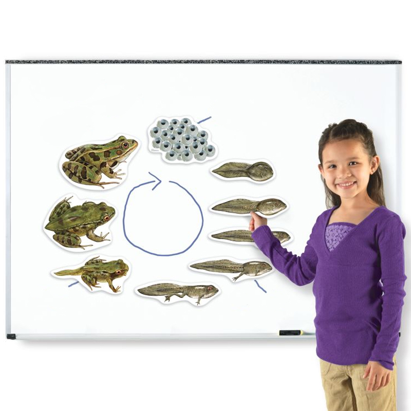 Lebenszyklus "Frosch", magnetisch, 9-tlg.