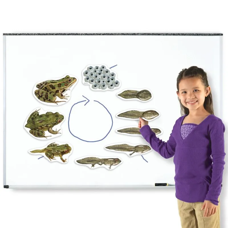 Lebenszyklus "Frosch", magnetisch, 9-tlg.