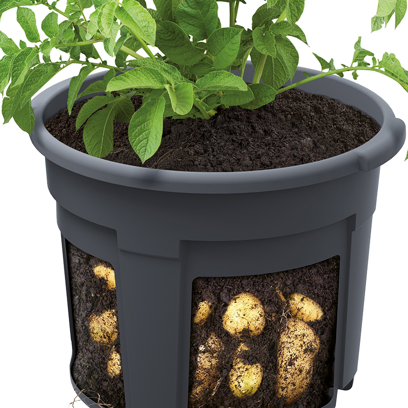 Maceta de cultivo y observación para patatas, 2 uds.