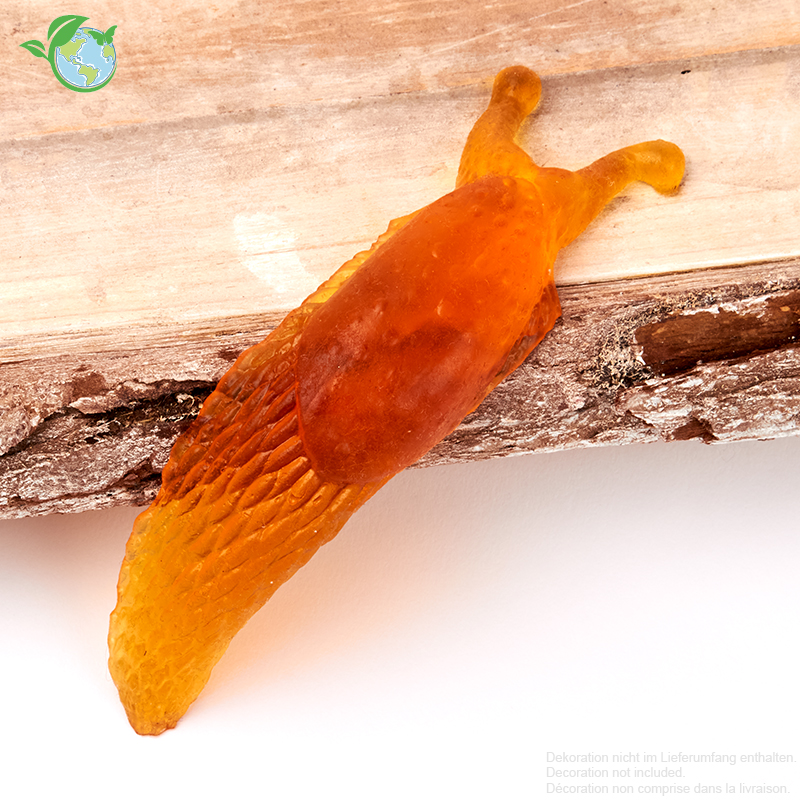 Modell "Nacktschnecke", 13x3x1,5 cm