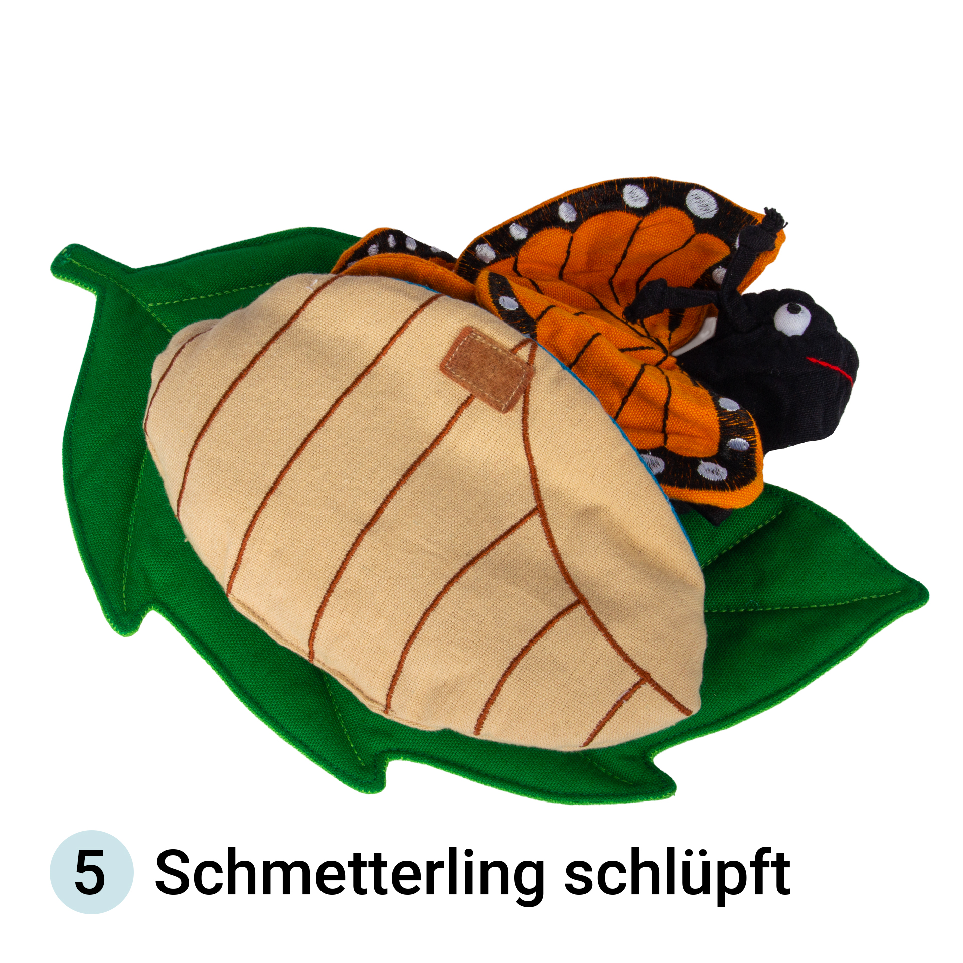 Levenscyclus vlinder, stoffen model, 3-delig