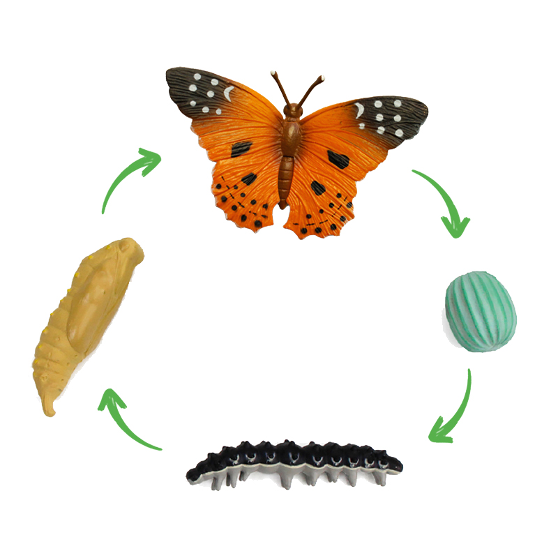 Zuchtset "Schmetterlinge", groß mit XXL-Voliere, 12-tlg.