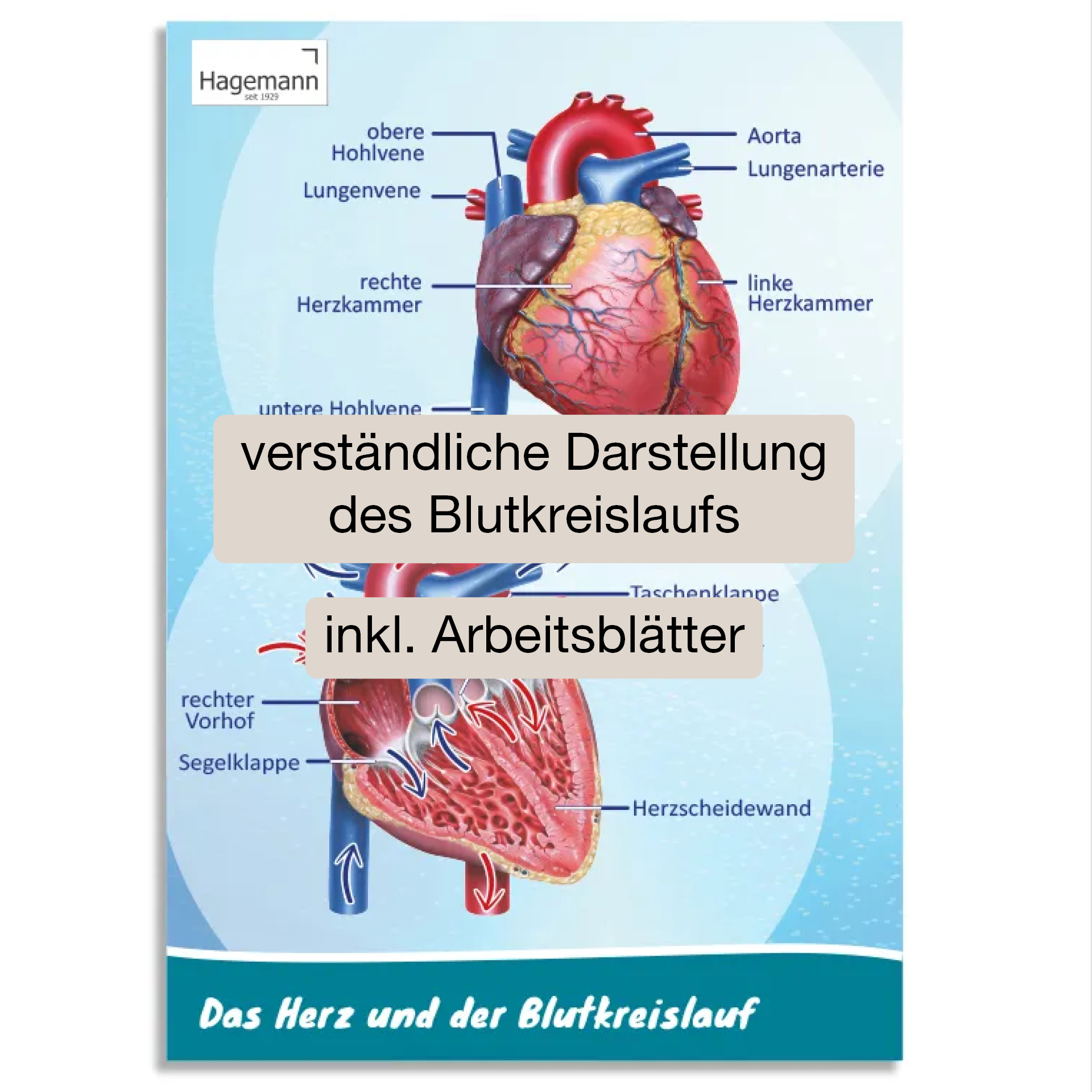 Hagemann Poster Das Herz von innen und außen