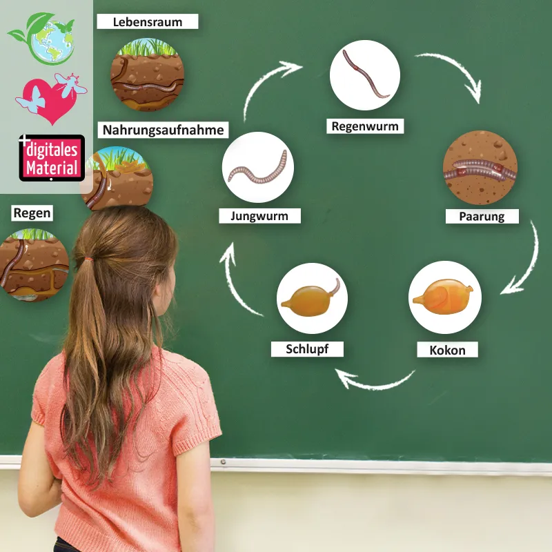 Lebenszyklus und Leben "Regenwurm", magnetisch, 24-tlg.