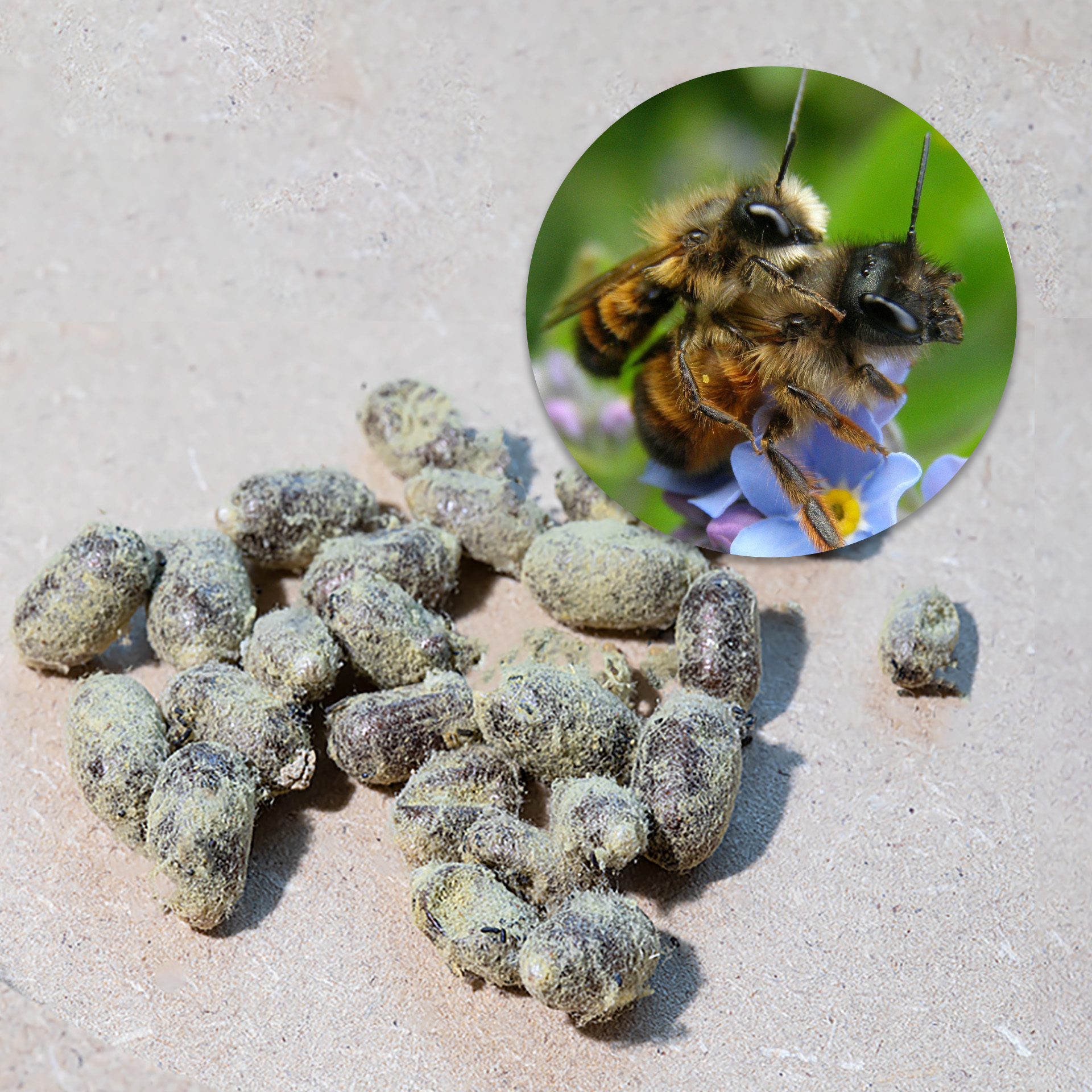 Nachbestellung Wildbienen, Gehörnte Mauerbiene, 25 Kokons