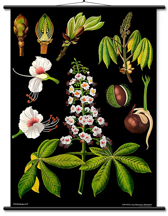 Lehrtafel Rosskastanie