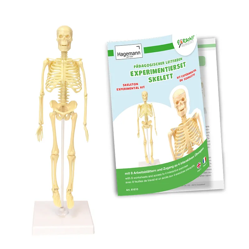 Experimentier-Set "Skelett", 17-tlg.