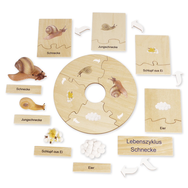 TimeTEX Lebenszyklus einer Schnecke, in Holzbox "Montessori Premium"