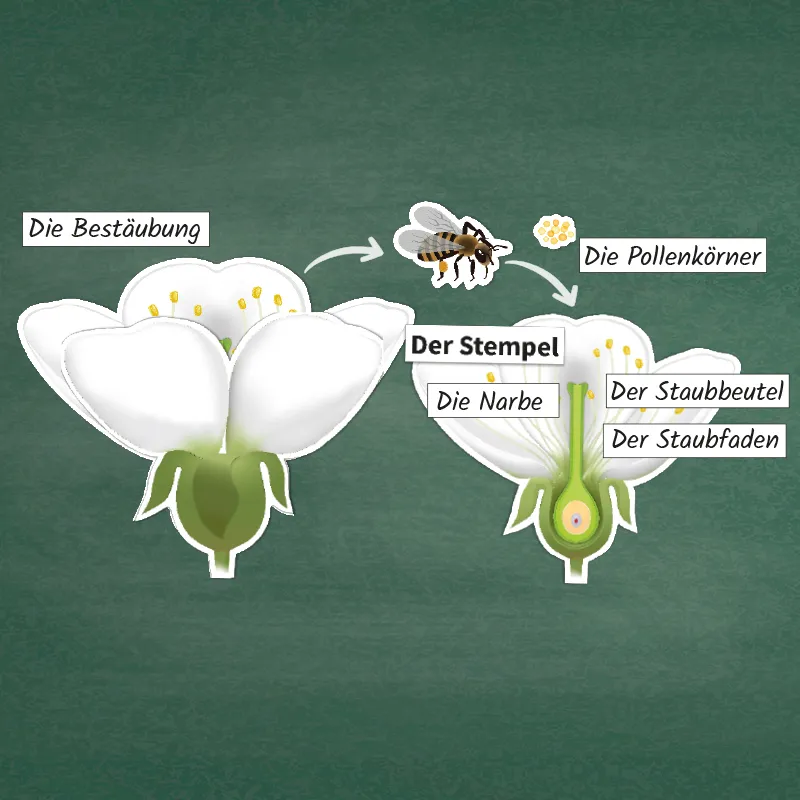 Kirschblüte: Aufbau, Bestäubung, Befruchtung, magnetisch, 31-tlg.