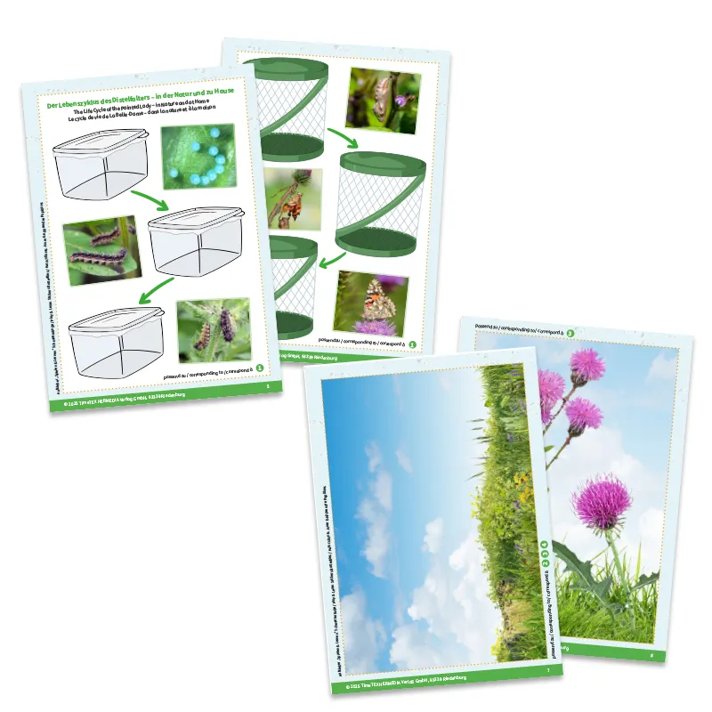 Aufkleber „Schmetterlinge", 227-tlg.