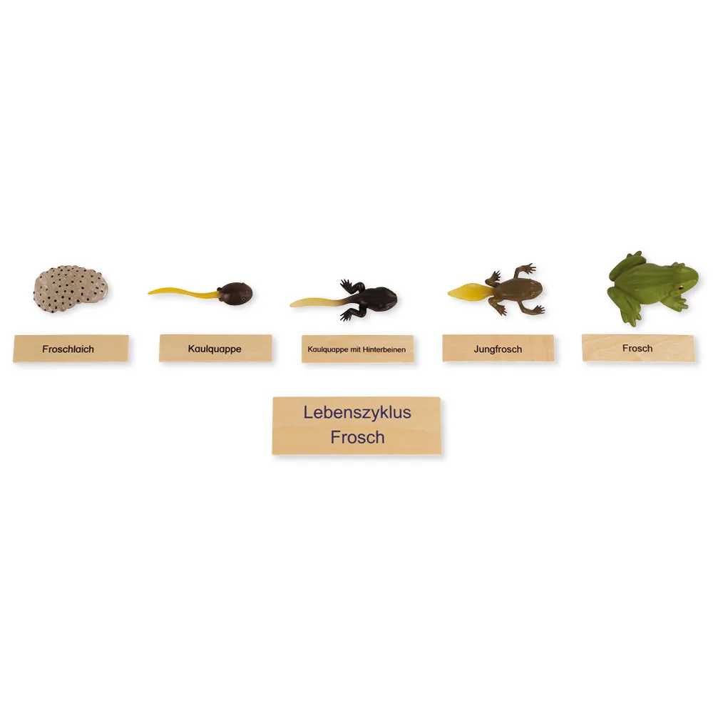 TimeTEX - Ciclul de viață la broaște, în cutie din lemn "Montessori Premium"