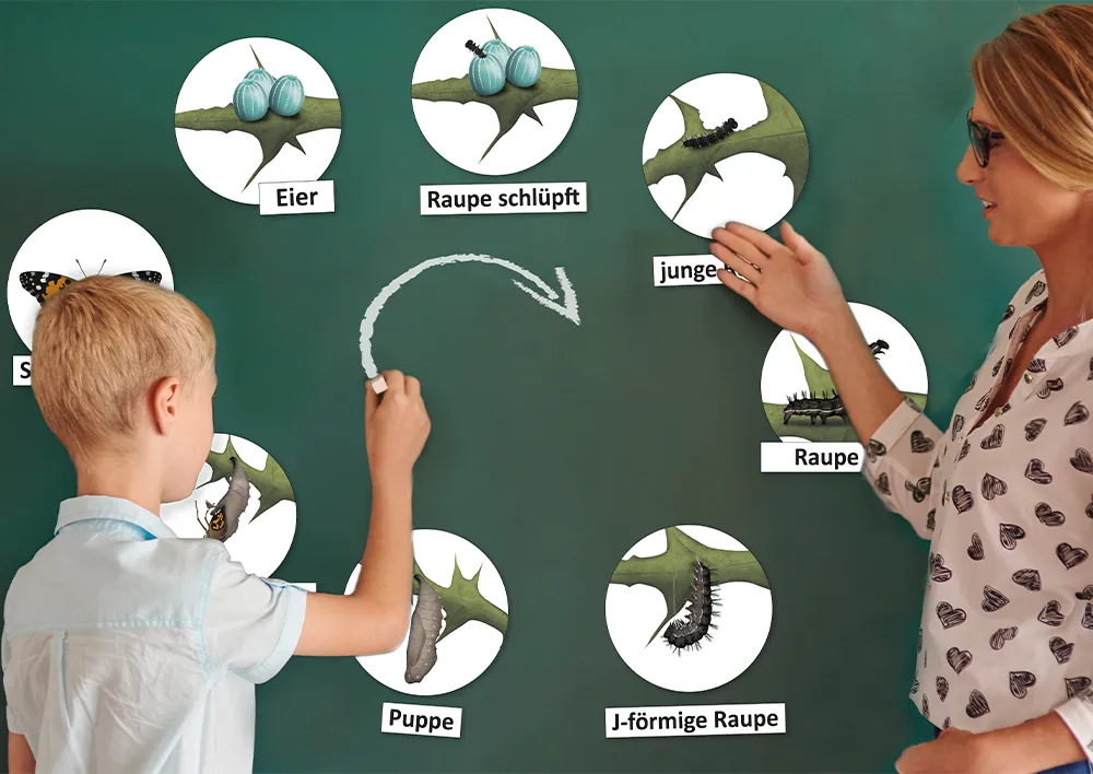 Lebenszyklus "Schmetterling", magnetisch, 16-tlg.