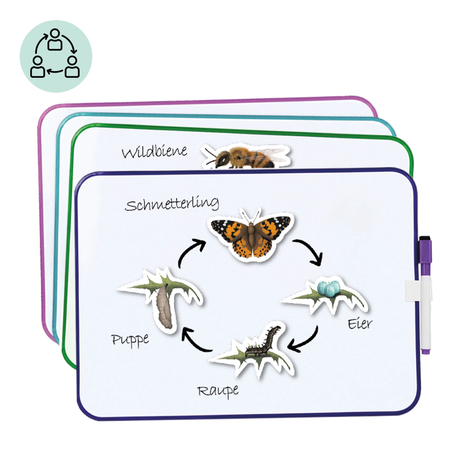 Klassenset Lebenszyklus "Schmetterlinge, Bienen & Marienkäfer", magnetisch, 100-tlg. Klassenset Lebenszyklus "Schmetterlinge, Bienen & Marienkäfer", magnetisch, 100-tlg.