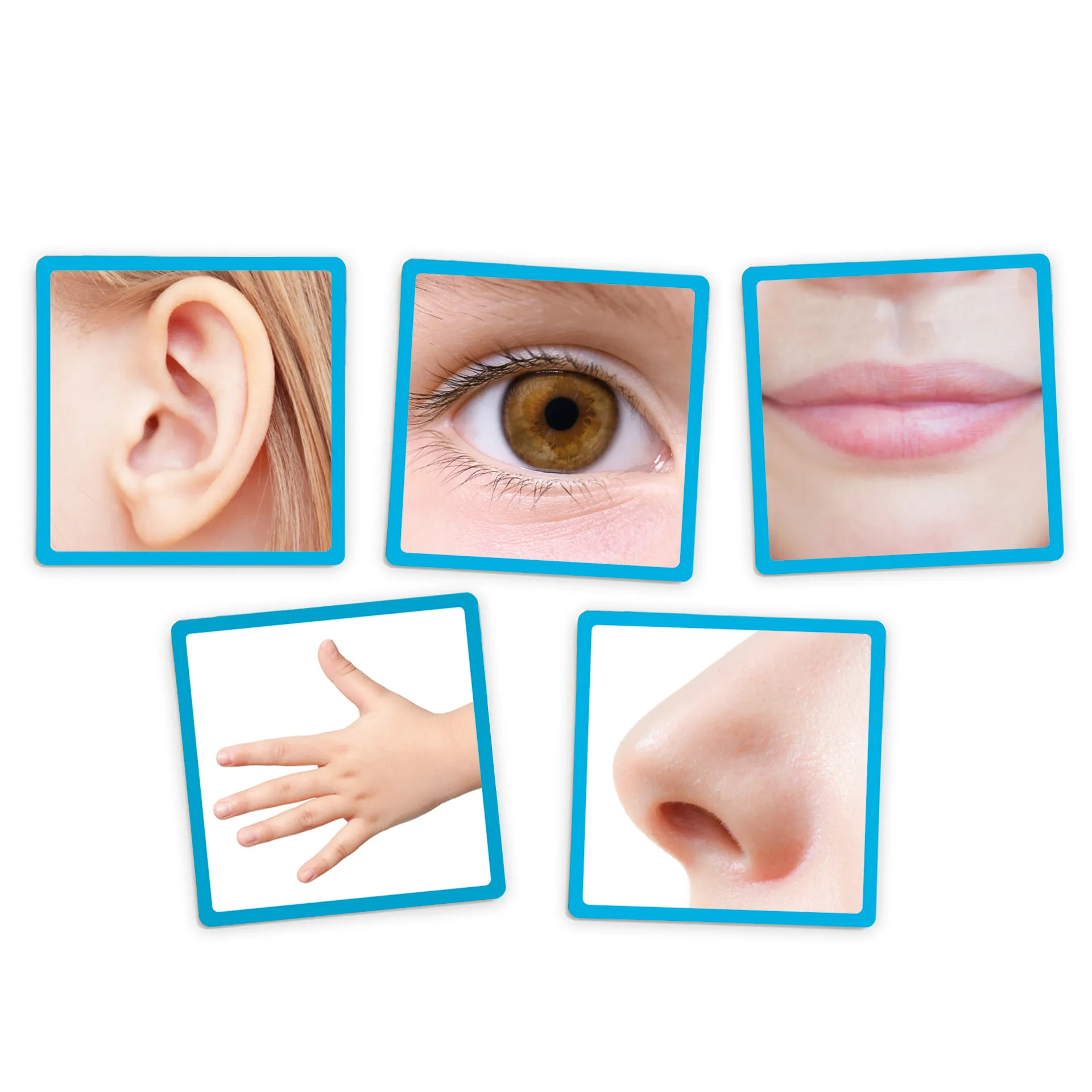 Zuordnungs-Spiel "Die 5 Sinne", 51-tlg.