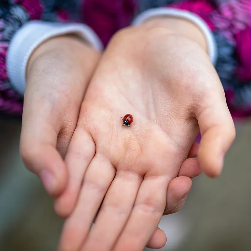 Zuchtset "Marienkäfer", 6-tlg.