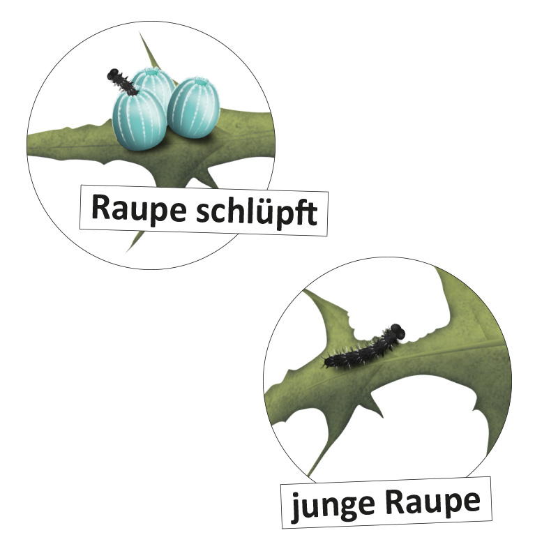 Lebenszyklus "Schmetterling", magnetisch, 16-tlg. Lebenszyklus "Schmetterling", magnetisch, 16-tlg.