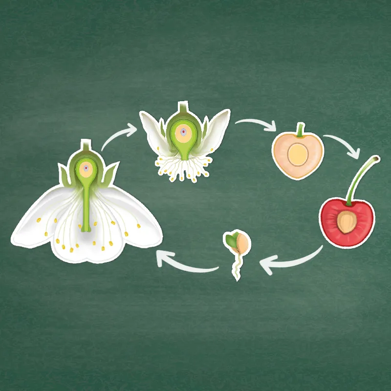 Kirschblüte: Aufbau, Bestäubung, Befruchtung, magnetisch, 31-tlg.