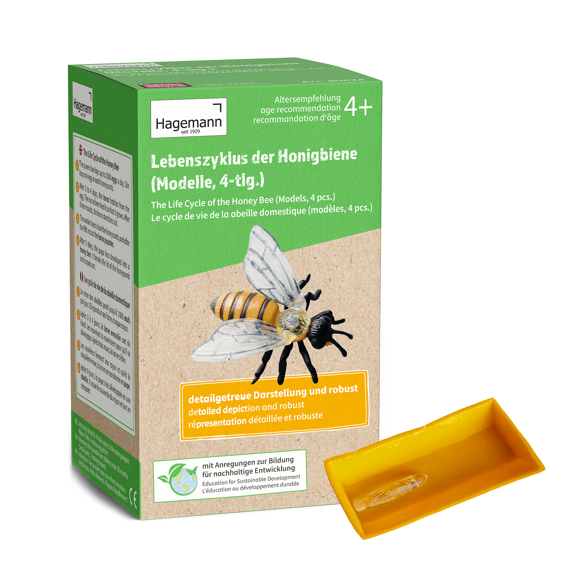 Lebenszyklus-Modell "Honigbiene", 4-tlg.