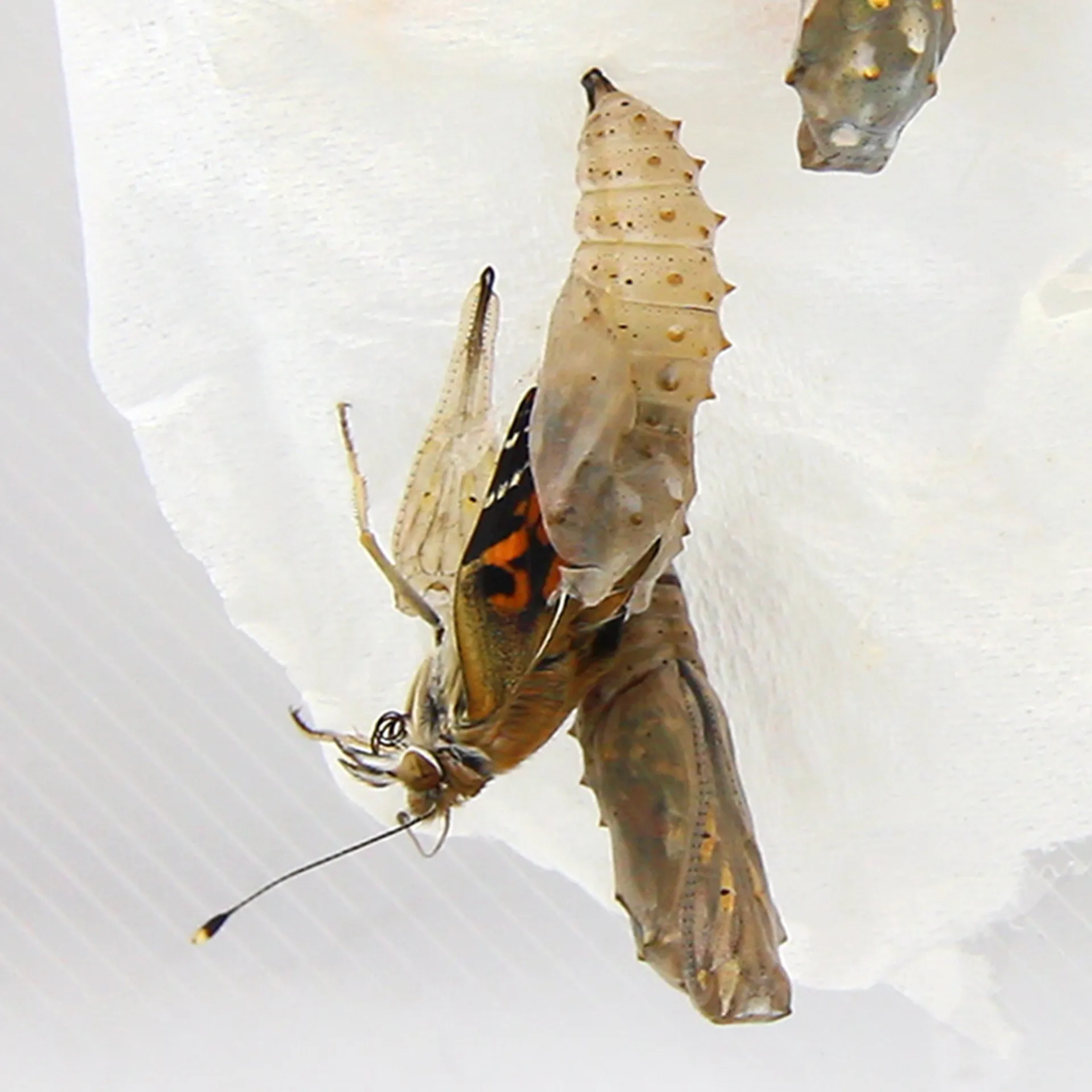 Zuchtset "Schmetterlinge", kompakt mit Komfort-Netz, 7-tlg.