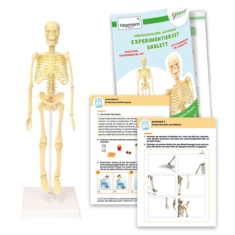 Experimentier-Set "Skelett", 17-tlg.