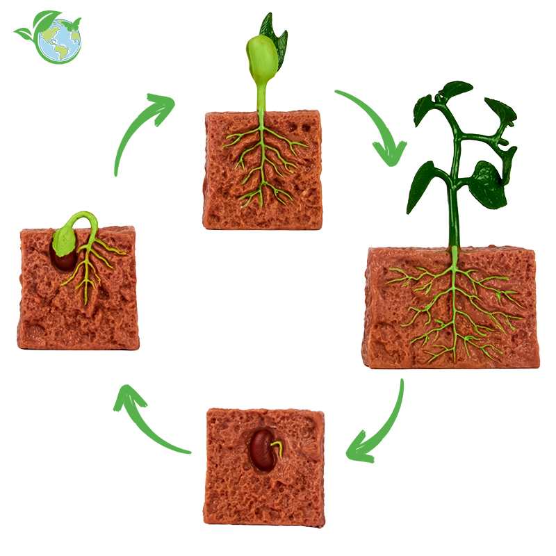 Lebenszyklus-Modell "Bohnenpflanze", 4-tlg.