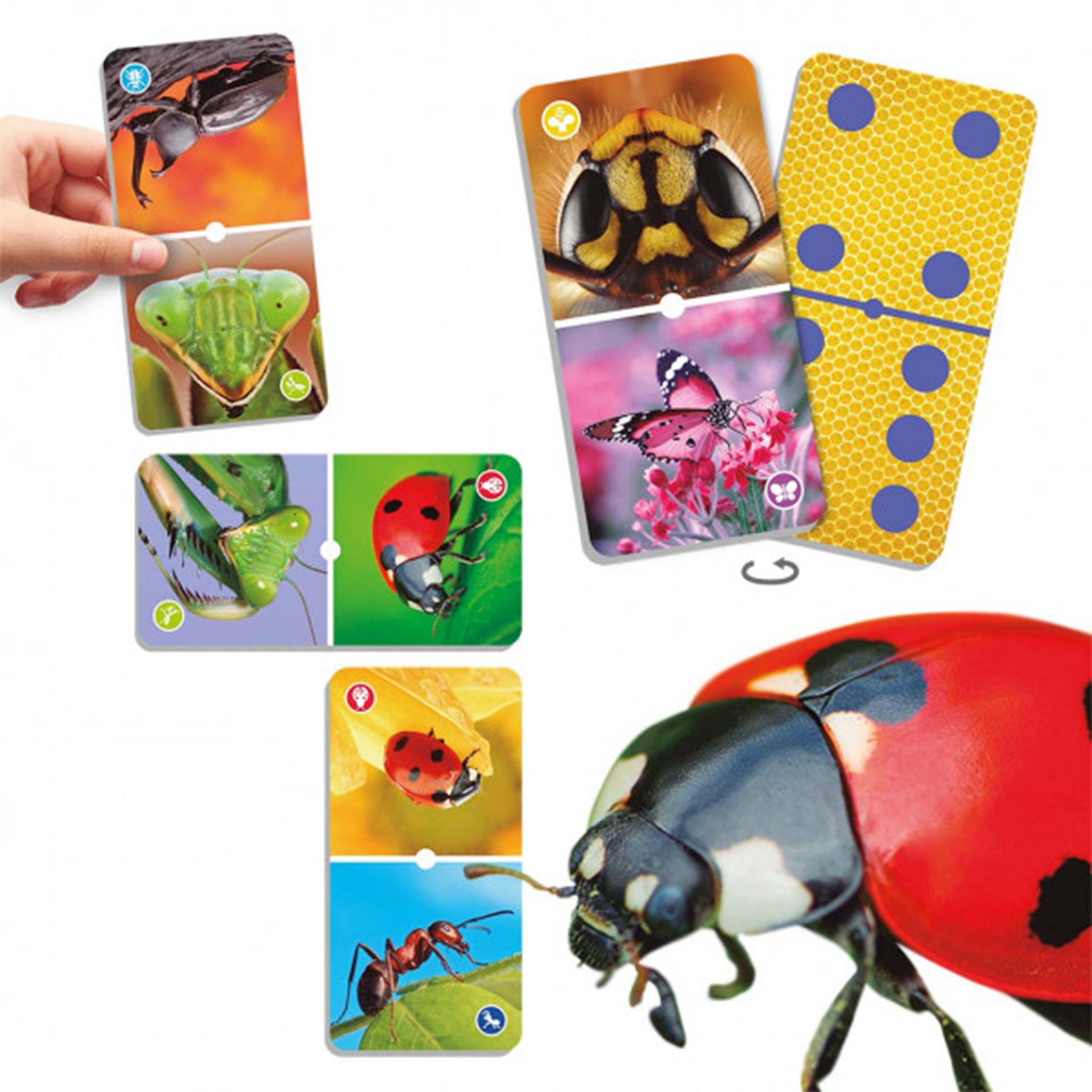 Jeu de domino « Insectes » 43 pcs