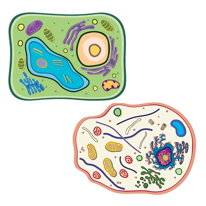 Set Stapelmodell "Pflanzliche und tierische Zelle", 20-tlg.