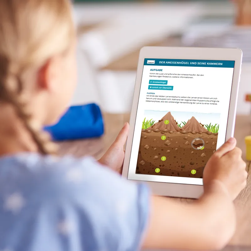 Lebenszyklus und Leben "Ameise", magnetisch, 24-tlg.