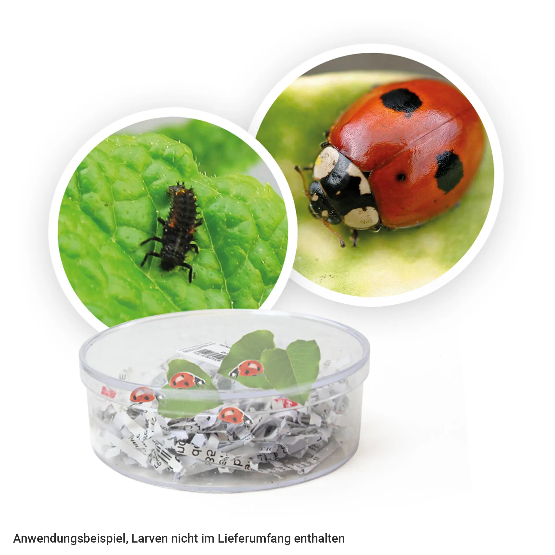 Marienkäfer-Aufzuchtvivarium aus Kunststoff, 11 cm ø