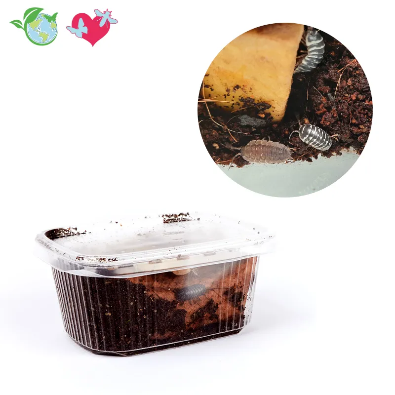 Nachbestellung Asseln, 15-20 Stück