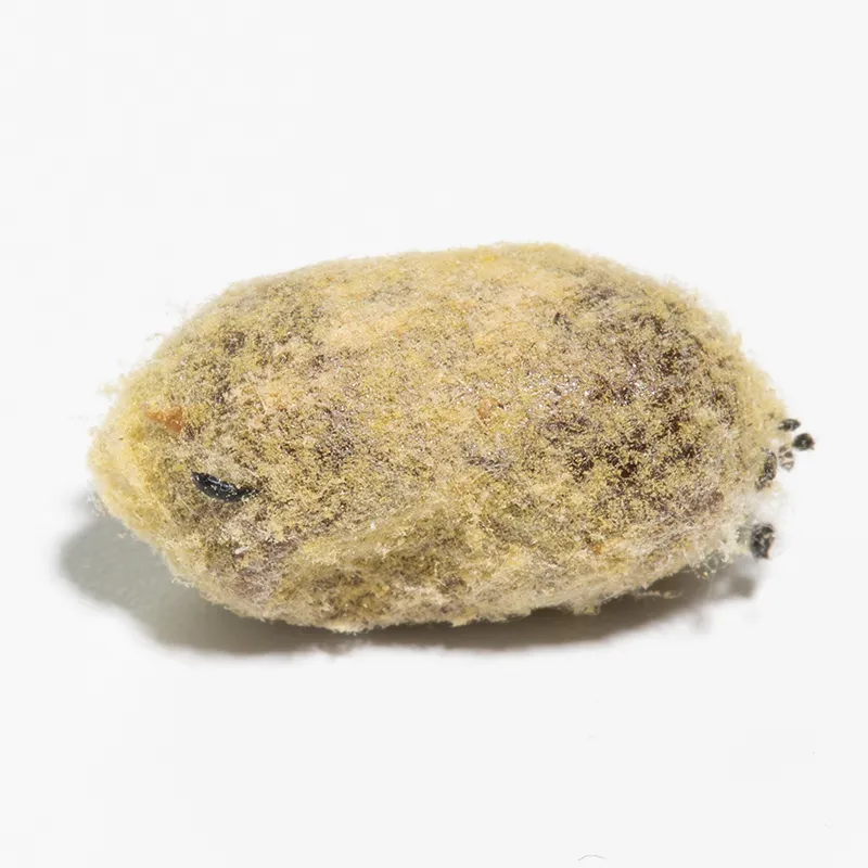 Nachbestellung Wildbienen, Rote Mauerbiene, 25 Kokons