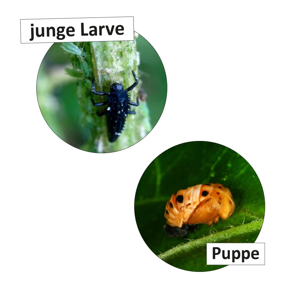 Lebenszyklus "Marienkäfer", magnetisch, 16-tlg.