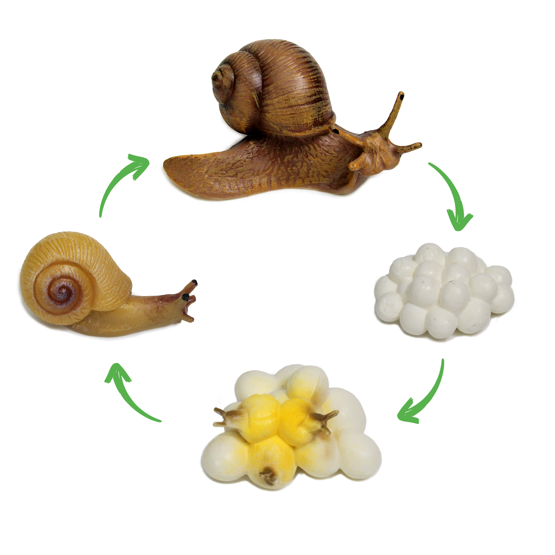 Lebenszyklus-Modell "Schnecke", 4-tlg.