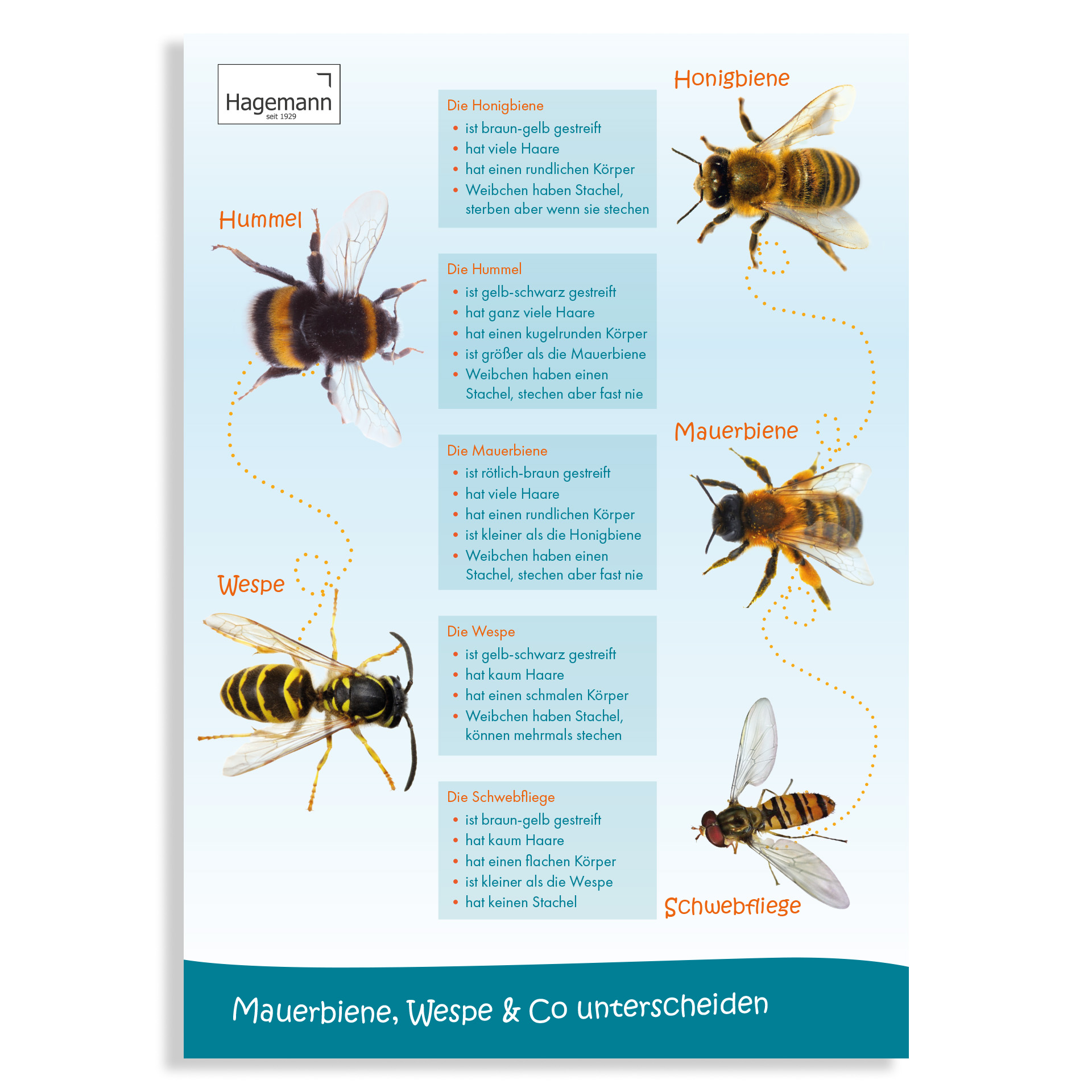 Plakat A2 „Rozróżnianie pszczół murarek, os i innych owadów”