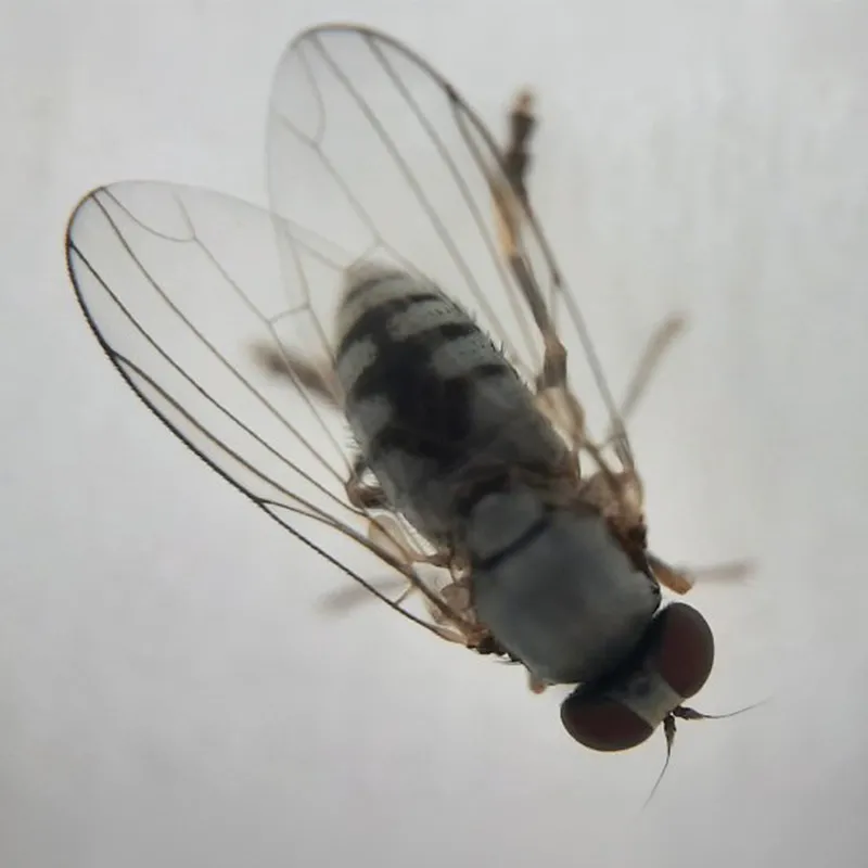 Handy-Mikroskop "Super" 200-fach, 35x65 mm