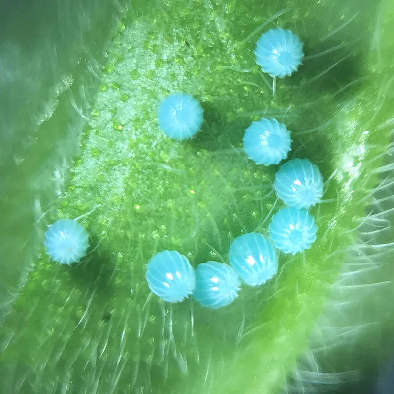 Mikroskop do telefonu komórkowego, ø 3 cm