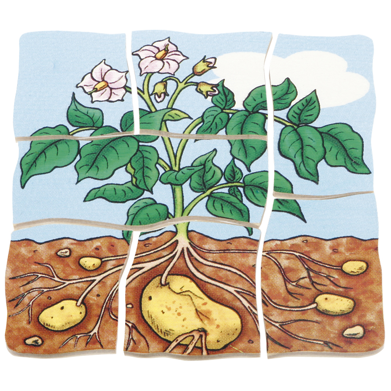 Schichten-Puzzle "Kartoffel", 30-tlg.