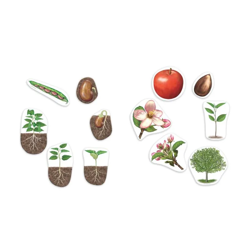 Lebenszyklus "Apfel + Bohne", magnetisch, 12-tlg.