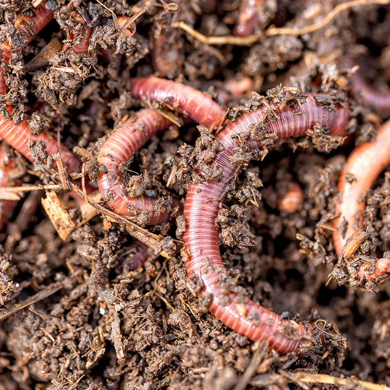 Beobachtungs-Set "Regenwürmer", 8-tlg.