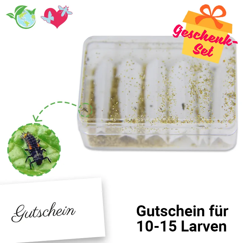 Nachbestell-Gutschein Marienkäfer-Larven, 10-15 Stück