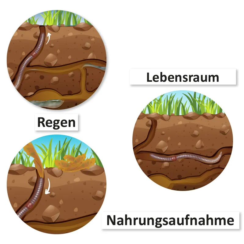 Lebenszyklus und Leben "Regenwurm", magnetisch, 24-tlg.