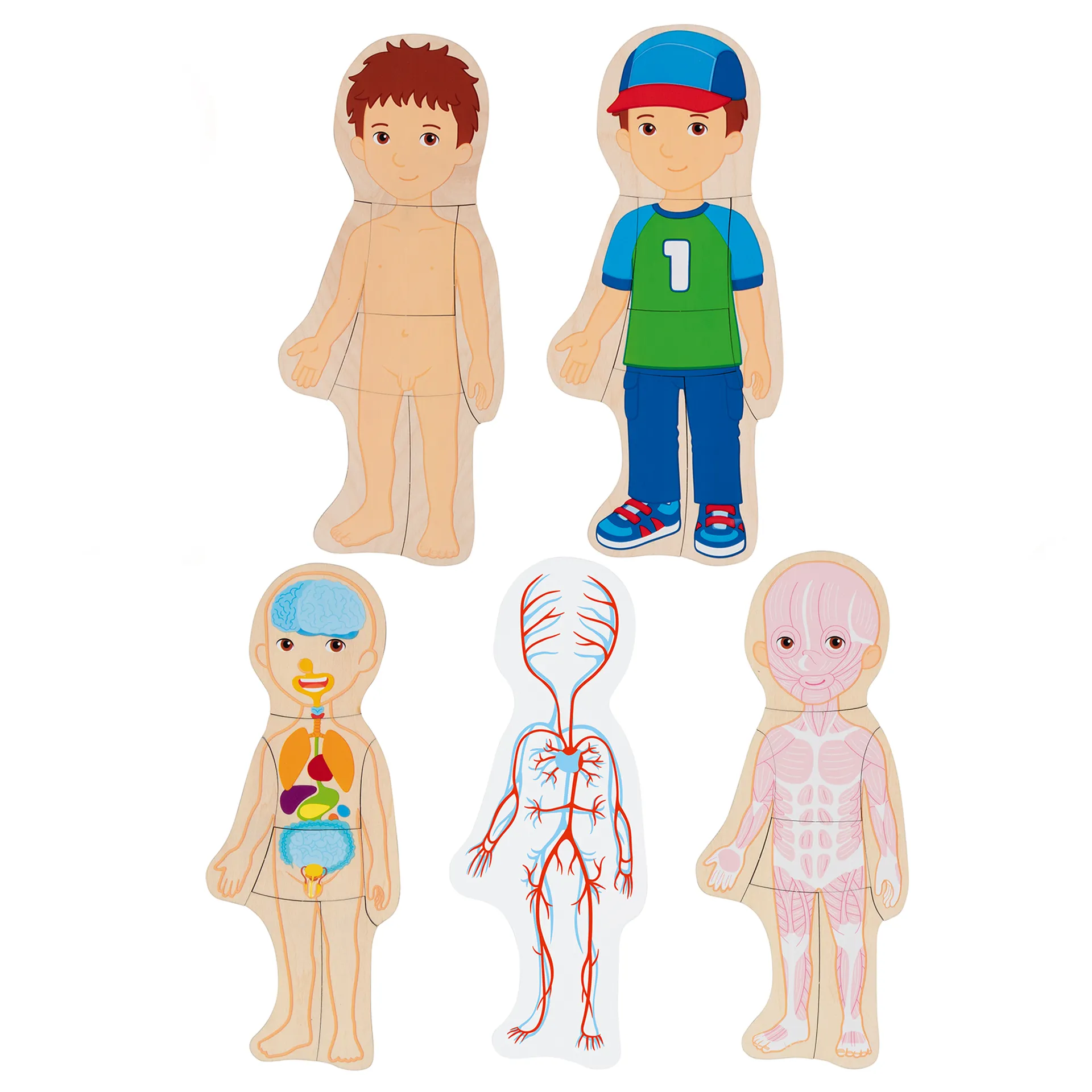 Schichten-Puzzle "Körper Junge", 29-tlg.